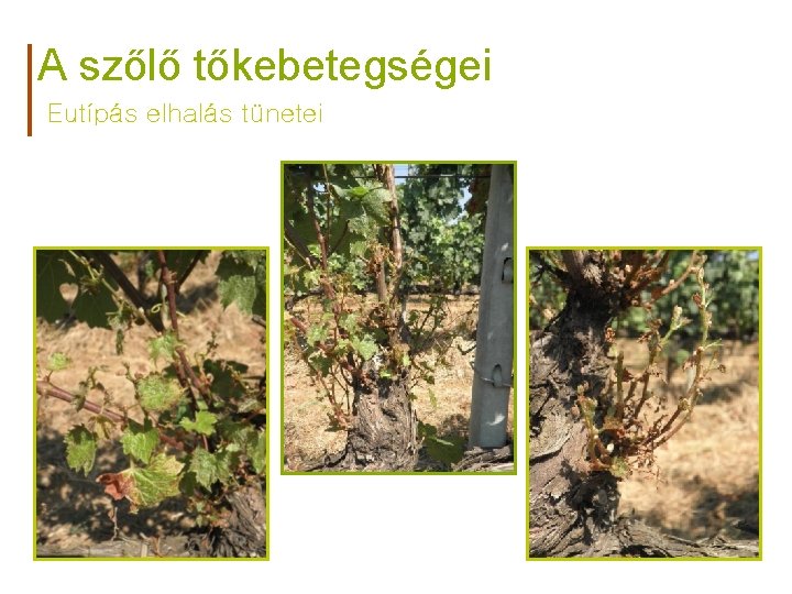 A szőlő tőkebetegségei Eutípás elhalás tünetei 