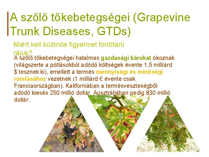 A szőlő tőkebetegségei (Grapevine Trunk Diseases, GTDs) Miért kell különös figyelmet fordítani rájuk? A