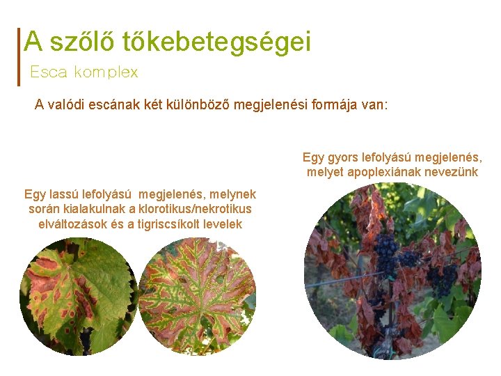 A szőlő tőkebetegségei Esca komplex A valódi escának két különböző megjelenési formája van: Egy