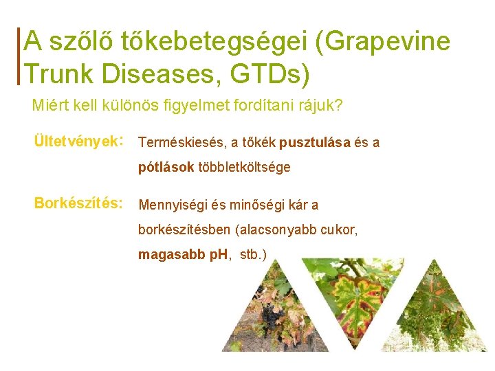 A szőlő tőkebetegségei (Grapevine Trunk Diseases, GTDs) Miért kell különös figyelmet fordítani rájuk? Ültetvények: