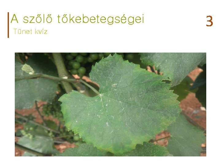 A szőlő tőkebetegségei Tünet kvíz 3 