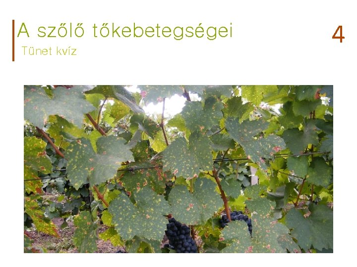 A szőlő tőkebetegségei Tünet kvíz 4 