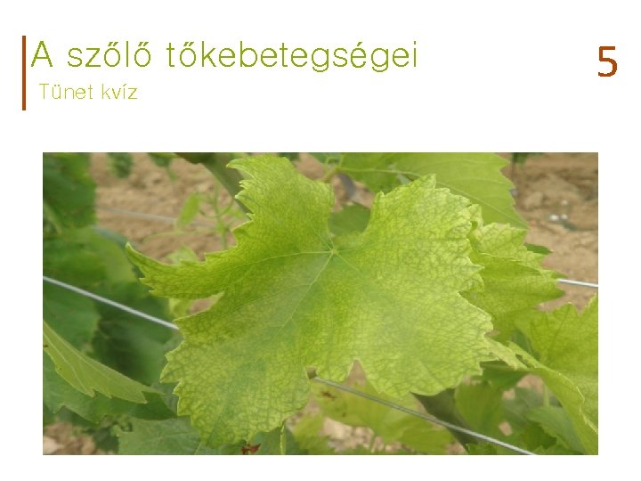 A szőlő tőkebetegségei Tünet kvíz 5 