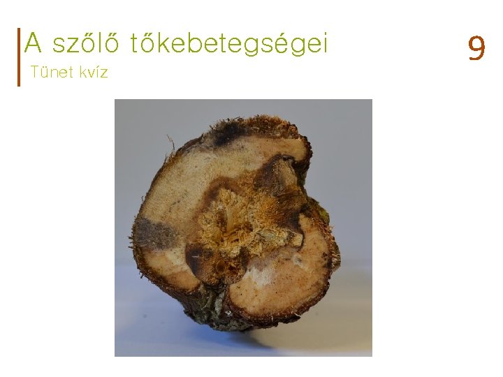 A szőlő tőkebetegségei Tünet kvíz 9 