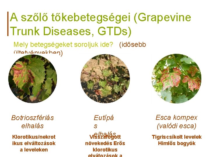 A szőlő tőkebetegségei (Grapevine Trunk Diseases, GTDs) Mely betegségeket soroljuk ide? (idősebb ültetvényekben) Botrioszfériás