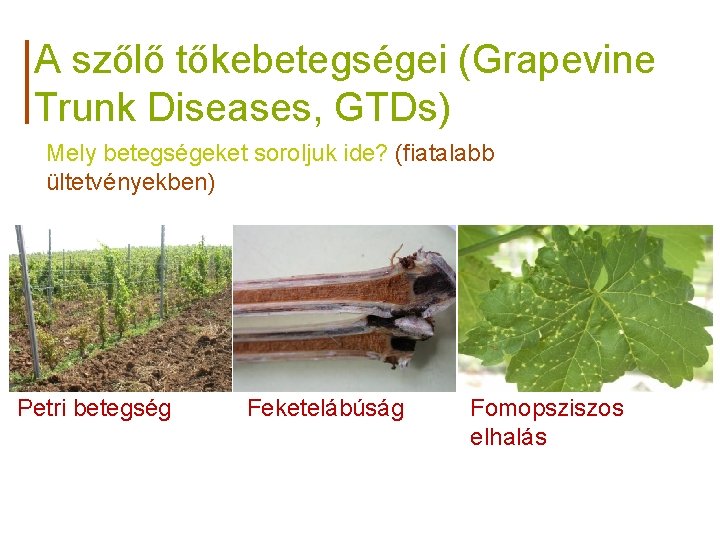 A szőlő tőkebetegségei (Grapevine Trunk Diseases, GTDs) Mely betegségeket soroljuk ide? (fiatalabb ültetvényekben) Petri