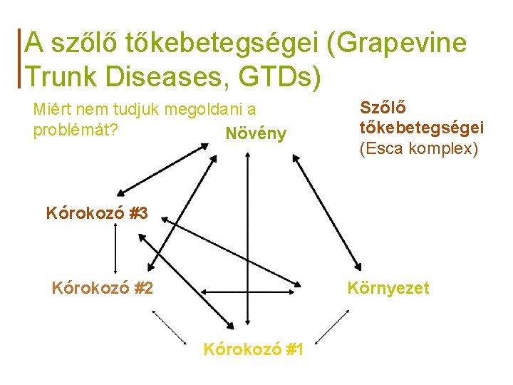 A szőlő tőkebetegségei (Grapevine Trunk Diseases, GTDs) Miért nem tudjuk megoldani a problémát? Növény