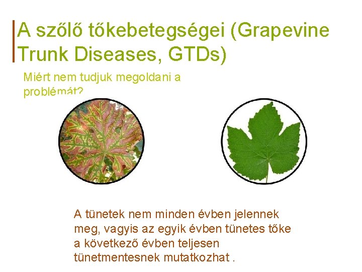 A szőlő tőkebetegségei (Grapevine Trunk Diseases, GTDs) Miért nem tudjuk megoldani a problémát? A