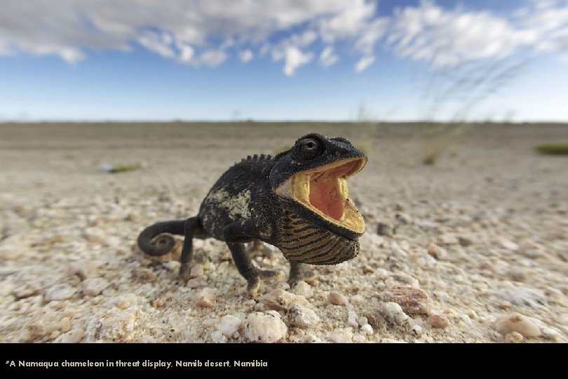“A Namaqua chameleon in threat display, Namib desert, Namibia 
