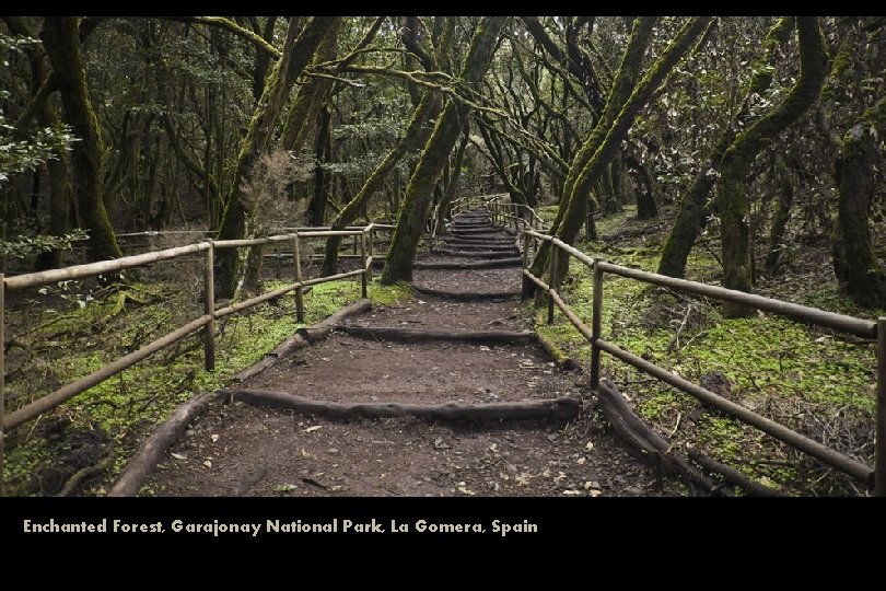 Enchanted Forest, Garajonay National Park, La Gomera, Spain 