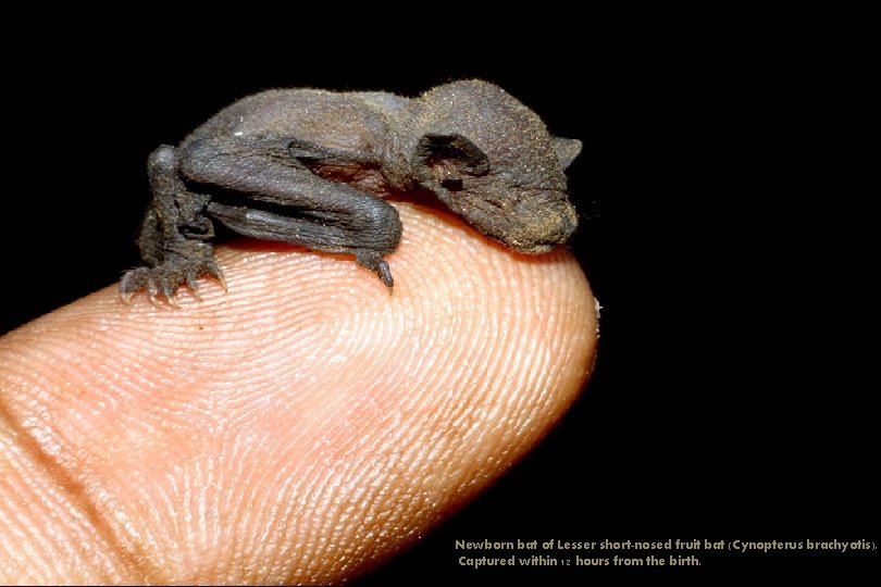 Newborn bat of Lesser short-nosed fruit bat (Cynopterus brachyotis). Captured within 12 hours from