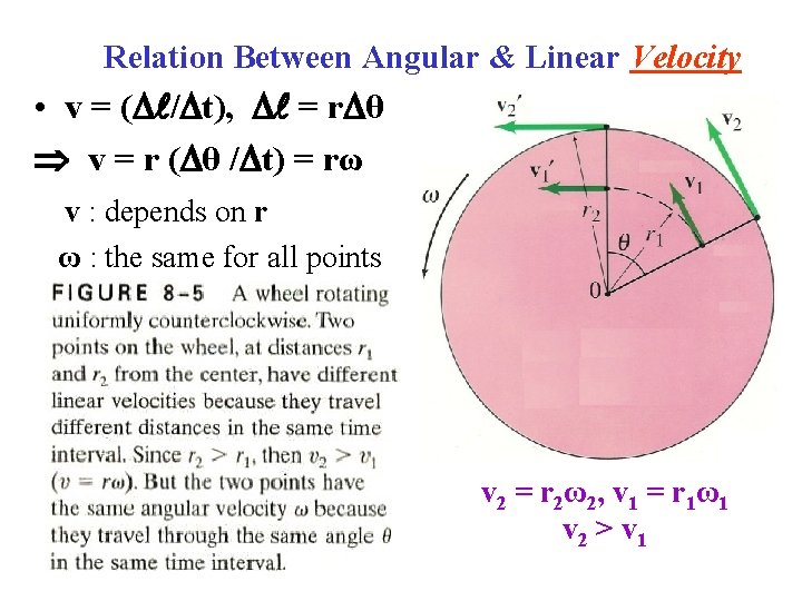 Relation Between Angular & Linear Velocity • v = ( / t), = r