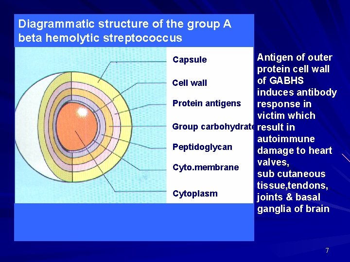 Diagrammatic structure of the group A beta hemolytic streptococcus Antigen of outer protein cell