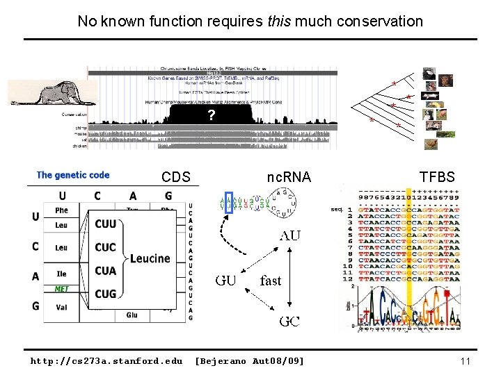 No known function requires this much conservation * ? CDS * nc. RNA *