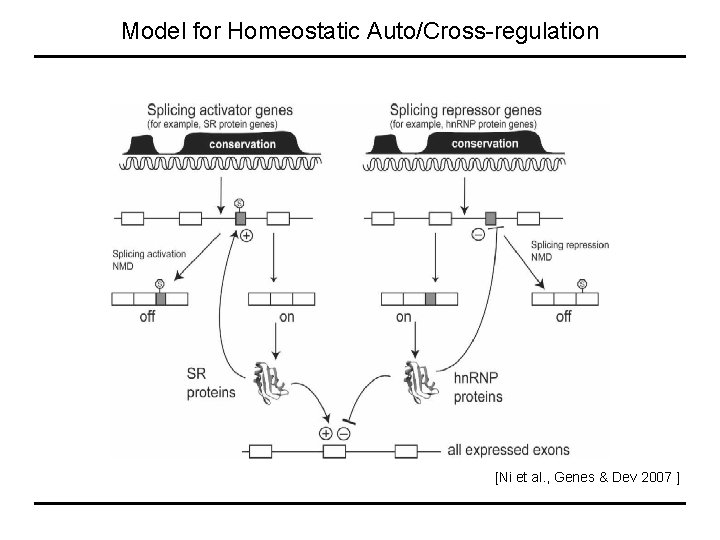 Model for Homeostatic Auto/Cross-regulation [Ni et al. , Genes & Dev 2007 ] 