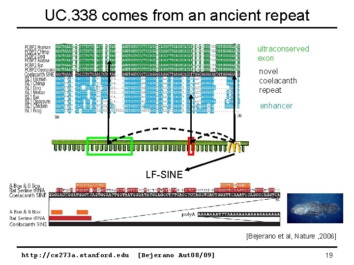 UC. 338 comes from an ancient repeat ultraconserved exon novel coelacanth repeat enhancer LF-SINE