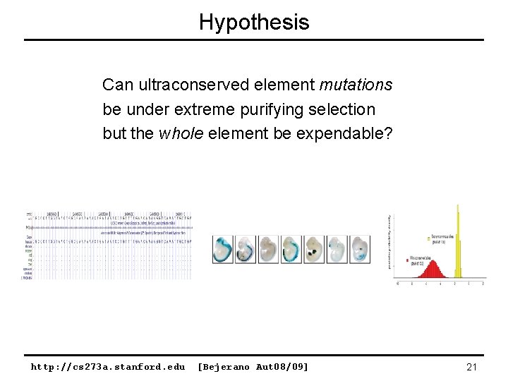 Hypothesis Can ultraconserved element mutations be under extreme purifying selection but the whole element