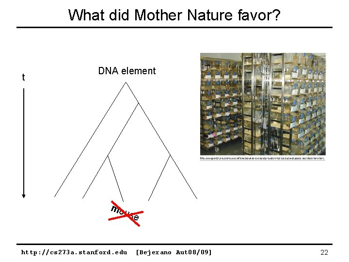What did Mother Nature favor? t DNA element mo use http: //cs 273 a.
