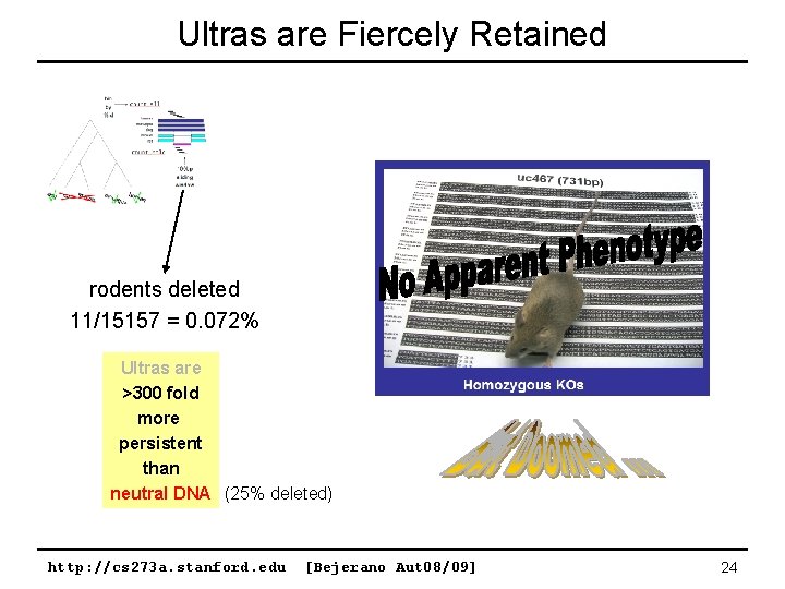 Ultras are Fiercely Retained rodents deleted 11/15157 = 0. 072% Ultras are >300 fold