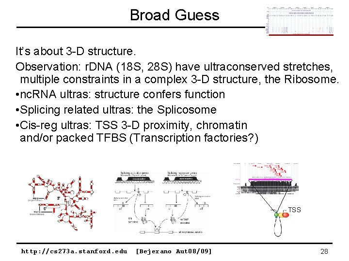 Broad Guess It’s about 3 -D structure. Observation: r. DNA (18 S, 28 S)