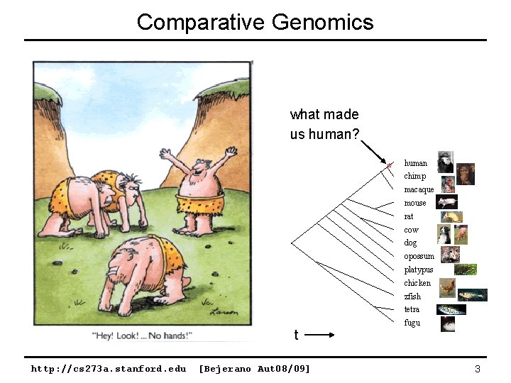 Comparative Genomics what made us human? * human chimp macaque mouse rat cow dog