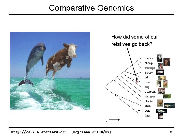 Comparative Genomics How did some of our relatives go back? human chimp macaque mouse