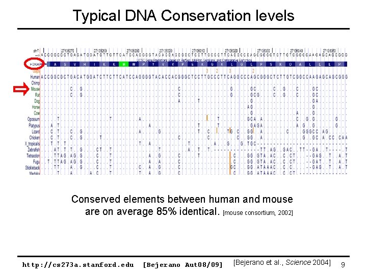 Typical DNA Conservation levels Conserved elements between human and mouse are on average 85%
