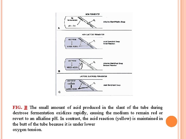 FIG. B The small amount of acid produced in the slant of the tube