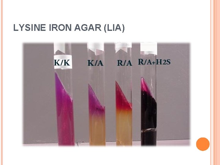 LYSINE IRON AGAR (LIA) 