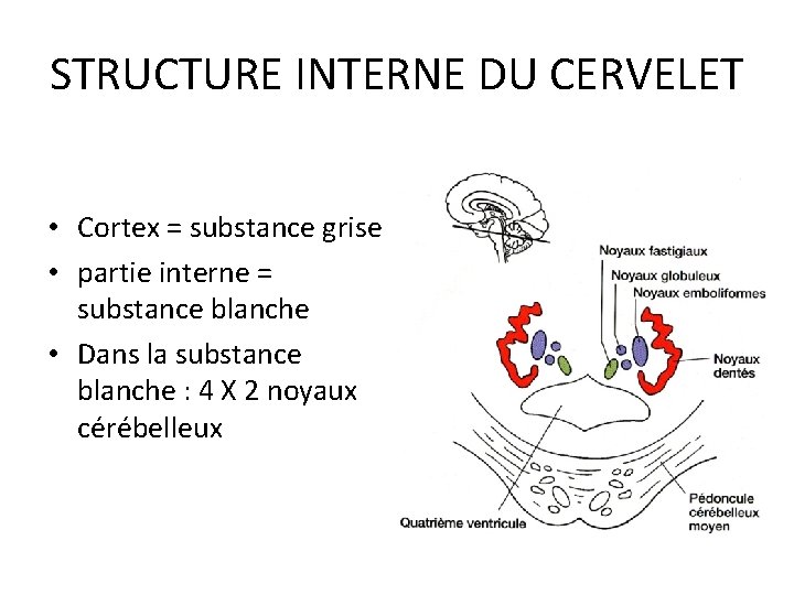 STRUCTURE INTERNE DU CERVELET • Cortex = substance grise • partie interne = substance