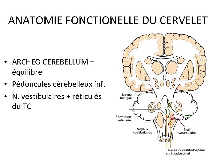 ANATOMIE FONCTIONELLE DU CERVELET • ARCHEO CEREBELLUM = équilibre • Pédoncules cérébelleux inf. •