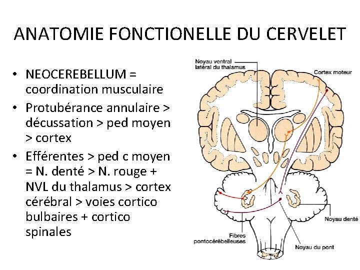 ANATOMIE FONCTIONELLE DU CERVELET • NEOCEREBELLUM = coordination musculaire • Protubérance annulaire > décussation