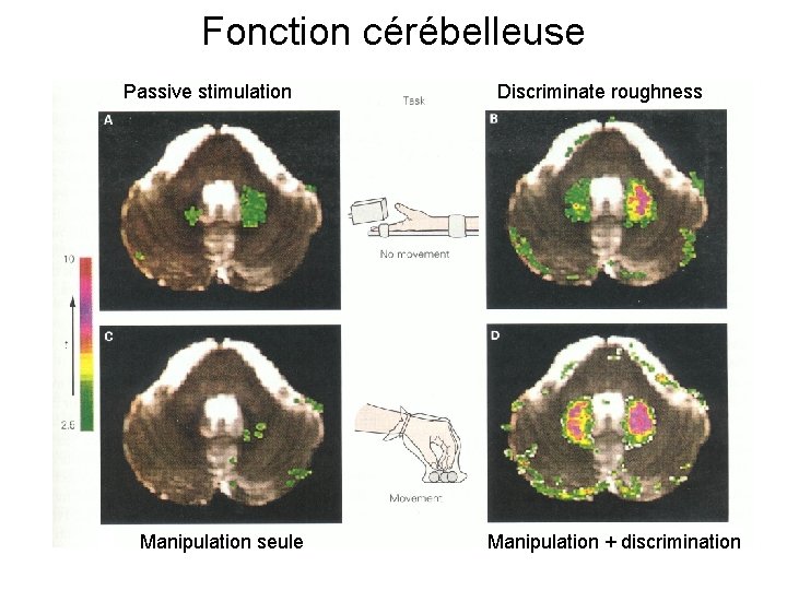 Fonction cérébelleuse Passive stimulation Manipulation seule Discriminate roughness Manipulation + discrimination 