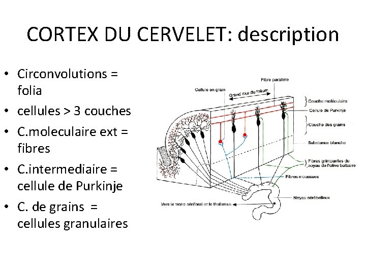 CORTEX DU CERVELET: description • Circonvolutions = folia • cellules > 3 couches •