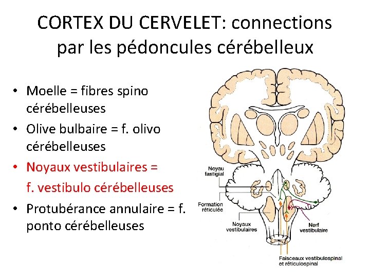 CORTEX DU CERVELET: connections par les pédoncules cérébelleux • Moelle = fibres spino cérébelleuses