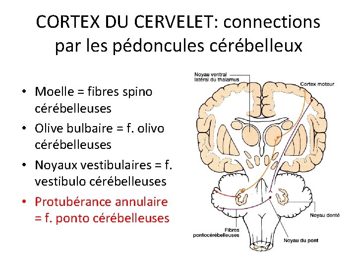 CORTEX DU CERVELET: connections par les pédoncules cérébelleux • Moelle = fibres spino cérébelleuses