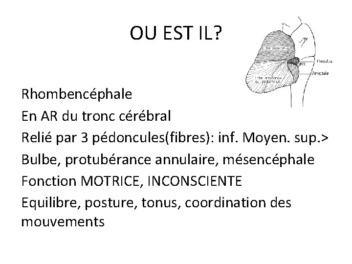OU EST IL? Rhombencéphale En AR du tronc cérébral Relié par 3 pédoncules(fibres): inf. OU EST IL? Rhombencéphale En AR du tronc cérébral Relié par 3 pédoncules(fibres): inf.