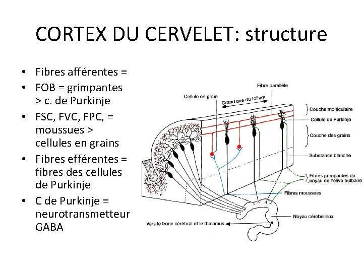 CORTEX DU CERVELET: structure • Fibres afférentes = • FOB = grimpantes > c.