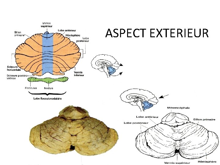 ASPECT EXTERIEUR ASPECT EXTERIEUR