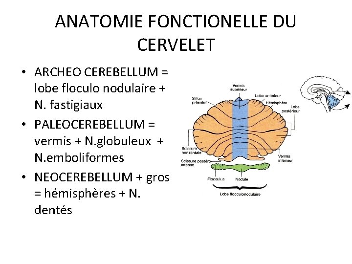 ANATOMIE FONCTIONELLE DU CERVELET • ARCHEO CEREBELLUM = lobe floculo nodulaire + N. fastigiaux