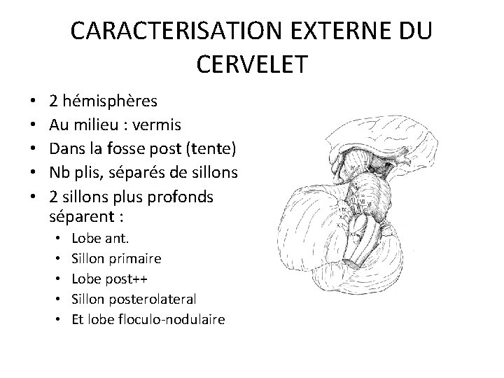 CARACTERISATION EXTERNE DU CERVELET • • • 2 hémisphères Au milieu : vermis Dans CARACTERISATION EXTERNE DU CERVELET • • • 2 hémisphères Au milieu : vermis Dans