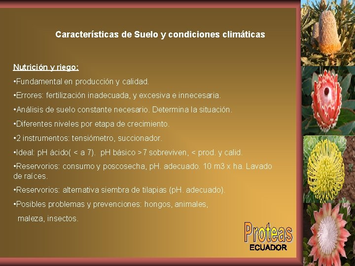 Características de Suelo y condiciones climáticas Nutrición y riego: • Fundamental en producción y