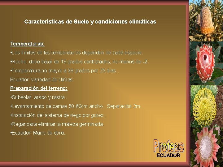 Características de Suelo y condiciones climáticas Temperaturas: • Los límites de las temperaturas dependen