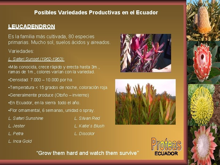 Posibles Variedades Productivas en el Ecuador LEUCADENDRON Es la familia más cultivada, 80 especies