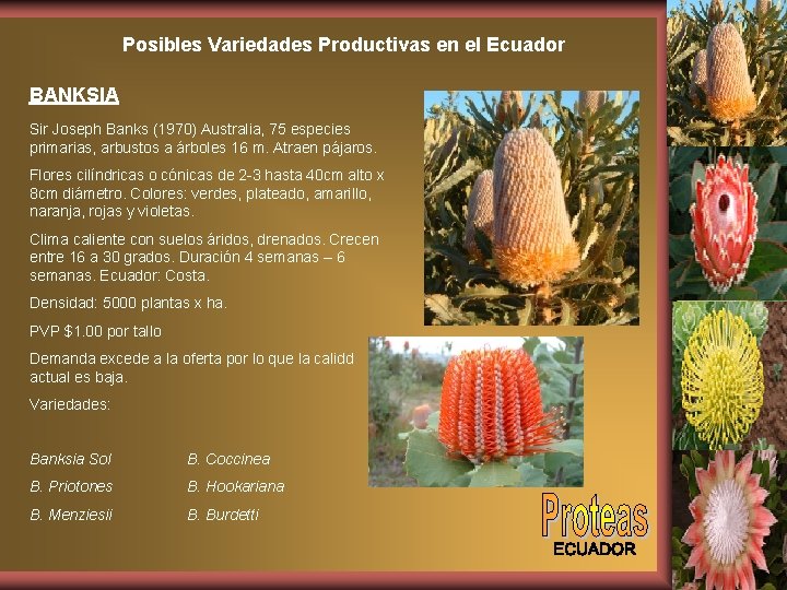 Posibles Variedades Productivas en el Ecuador BANKSIA Sir Joseph Banks (1970) Australia, 75 especies