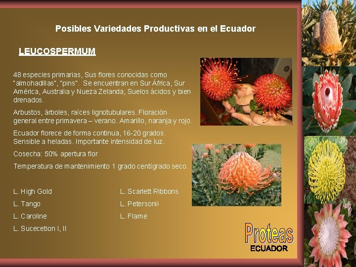 Posibles Variedades Productivas en el Ecuador LEUCOSPERMUM 48 especies primarias, Sus flores conocidas como