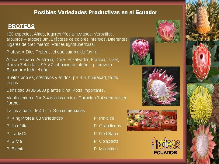 Posibles Variedades Productivas en el Ecuador PROTEAS 136 especies, África, lugares fríos o lluviosos.