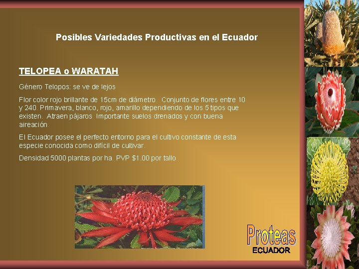 Posibles Variedades Productivas en el Ecuador TELOPEA o WARATAH Género Telopos: se ve de