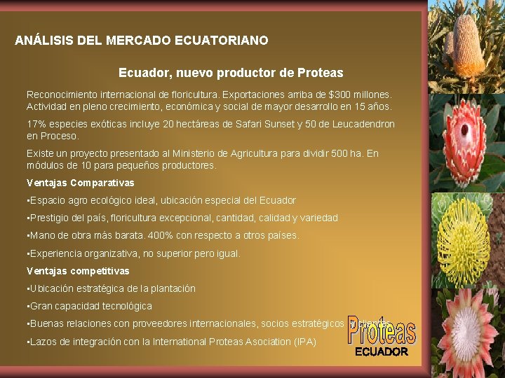 ANÁLISIS DEL MERCADO ECUATORIANO Ecuador, nuevo productor de Proteas Reconocimiento internacional de floricultura. Exportaciones