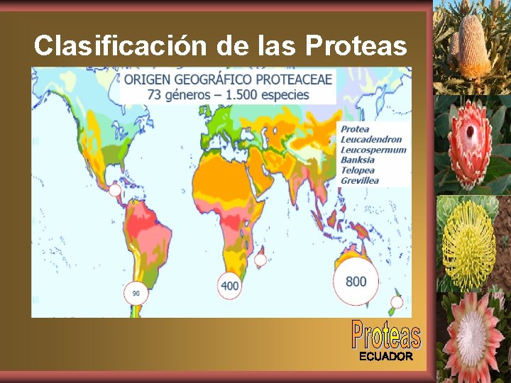 Clasificación de las Proteas 